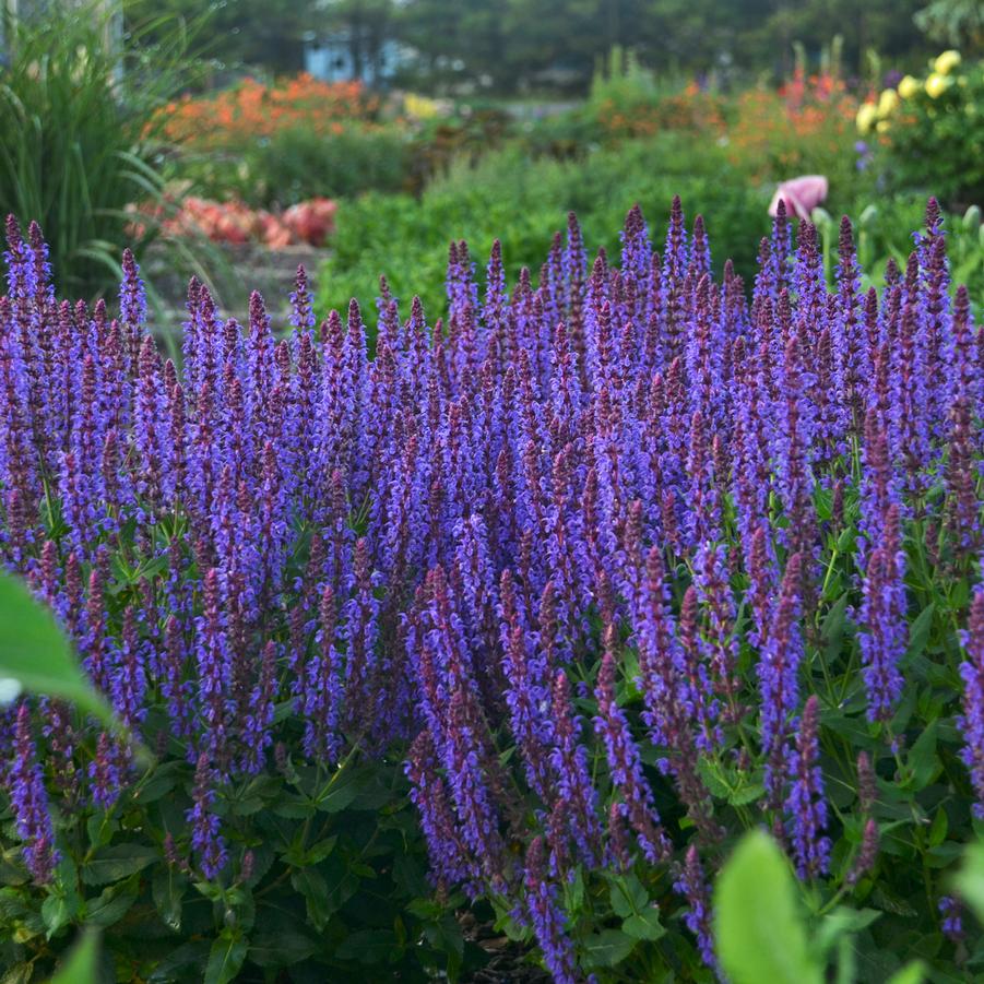 Salvia nemorosa Color Spires 'Violet Riot' - Hybrid Sage from Hoffie Nursery