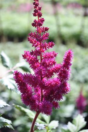 Astilbe chinensis Visions in Red