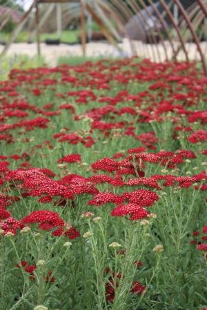 Achillea millefolium Red Velvet
