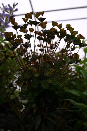Euphorbia Blackbird