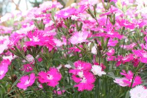 Dianthus First Love