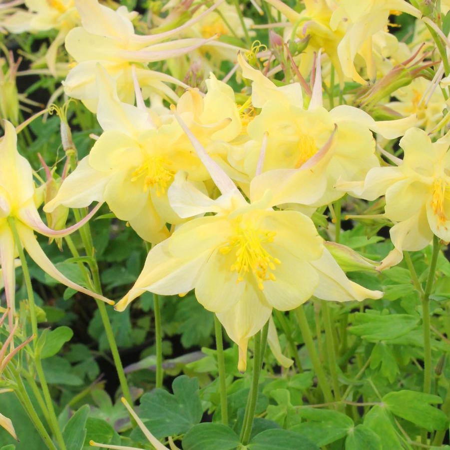Aquilegia caerulea 'Kirigami Yellow' - Columbine from Hoffie Nursery