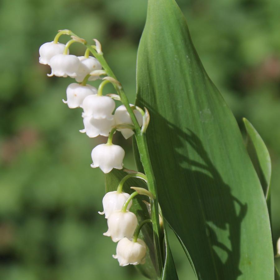 Convallaria majalis - Lily of the Valley from Hoffie Nursery