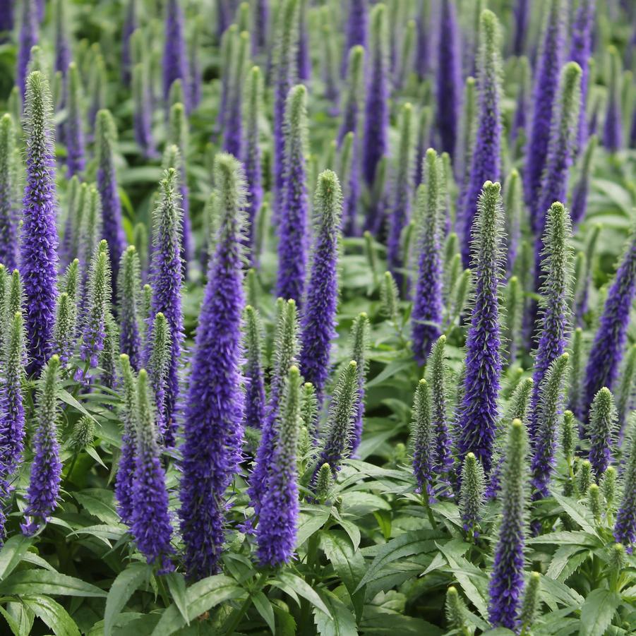 Veronica spicata 'Royal Candles' - Spiked Speedwell from Hoffie Nursery