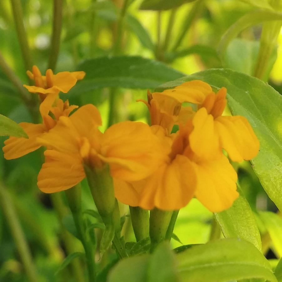 Tarragon, Mexican - Tagetes lucida from Hoffie Nursery