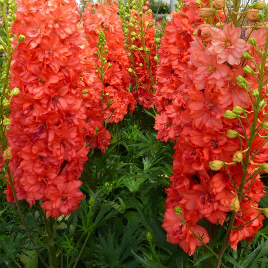 Delphinium elatum 'Red Lark' - Larkspur from Hoffie Nursery