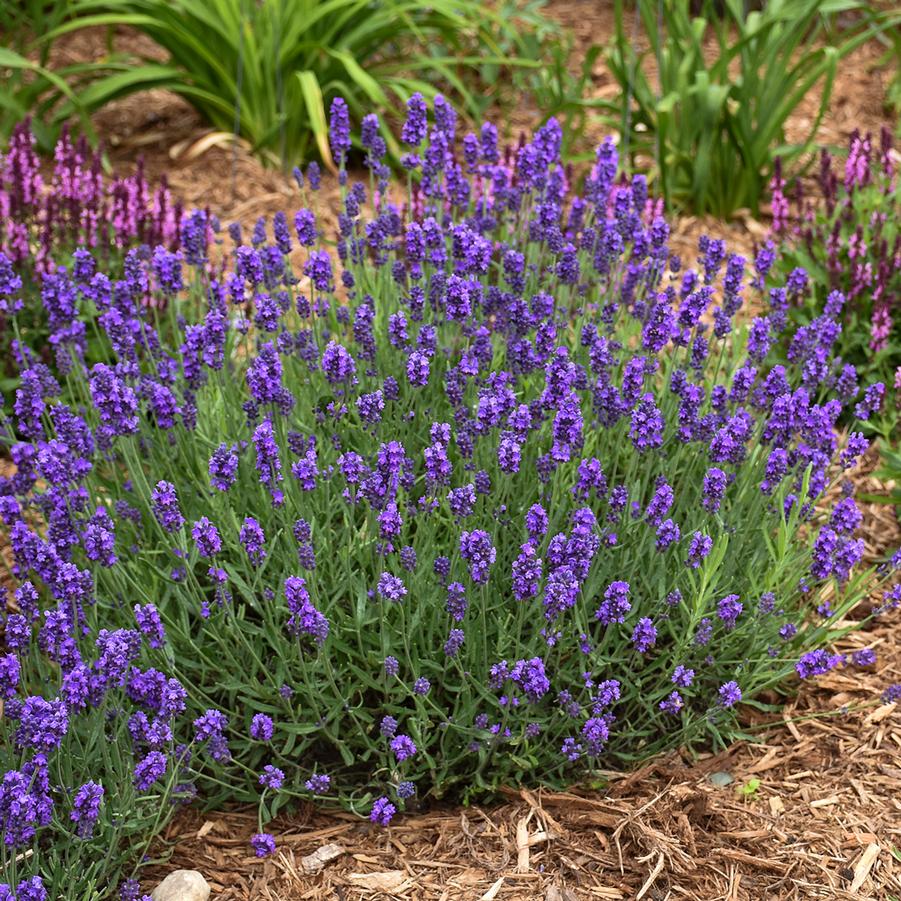 Lavandula angustifolia 'Sweet Romance' - English Lavender from Hoffie Nursery