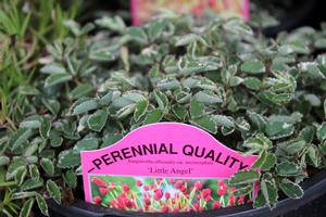 Look for our -PERENNIAL QUALITY- label at your local garden center
