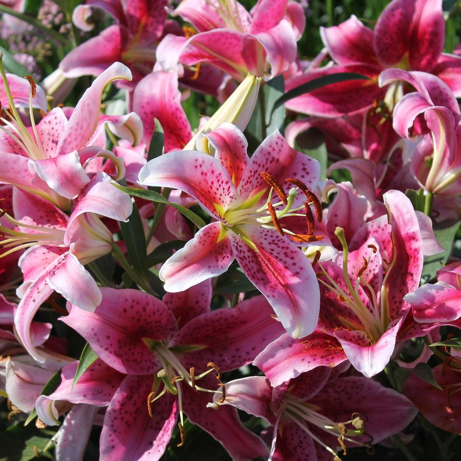 Lilium 'Stargazer' - Oriental Lily from Hoffie Nursery