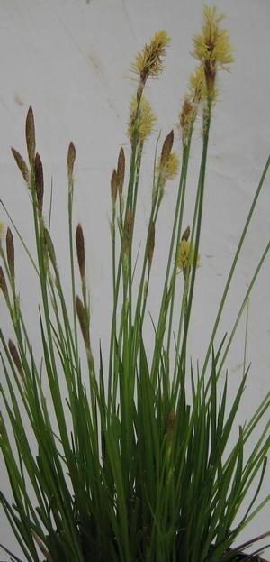 Carex pennsylvanica 
