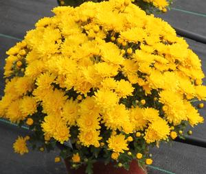 Chrysanthemum Brittany Yellow