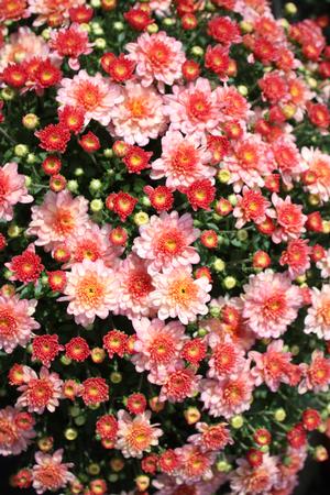 Chrysanthemum Chelsey Coral