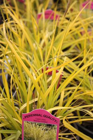 Carex elata Bowles Golden