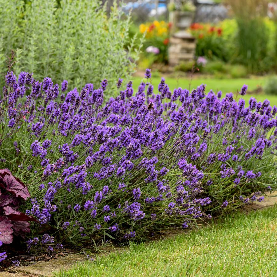 Lavandula angustifolia 'Sweet Romance' - English Lavender from Hoffie Nursery