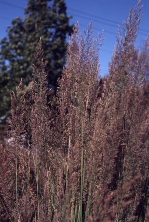 Calamagrostis arundinacea var. brachytricha 