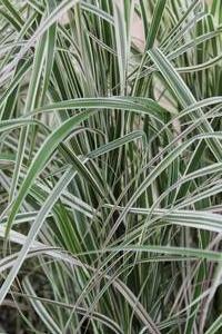 Calamagrostis acutiflora 'Overdam' - Variegated Feather Reed Grass from Hoffie Nursery