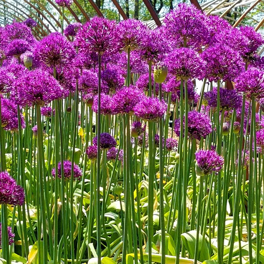 Allium aflatunense Purple Sensation