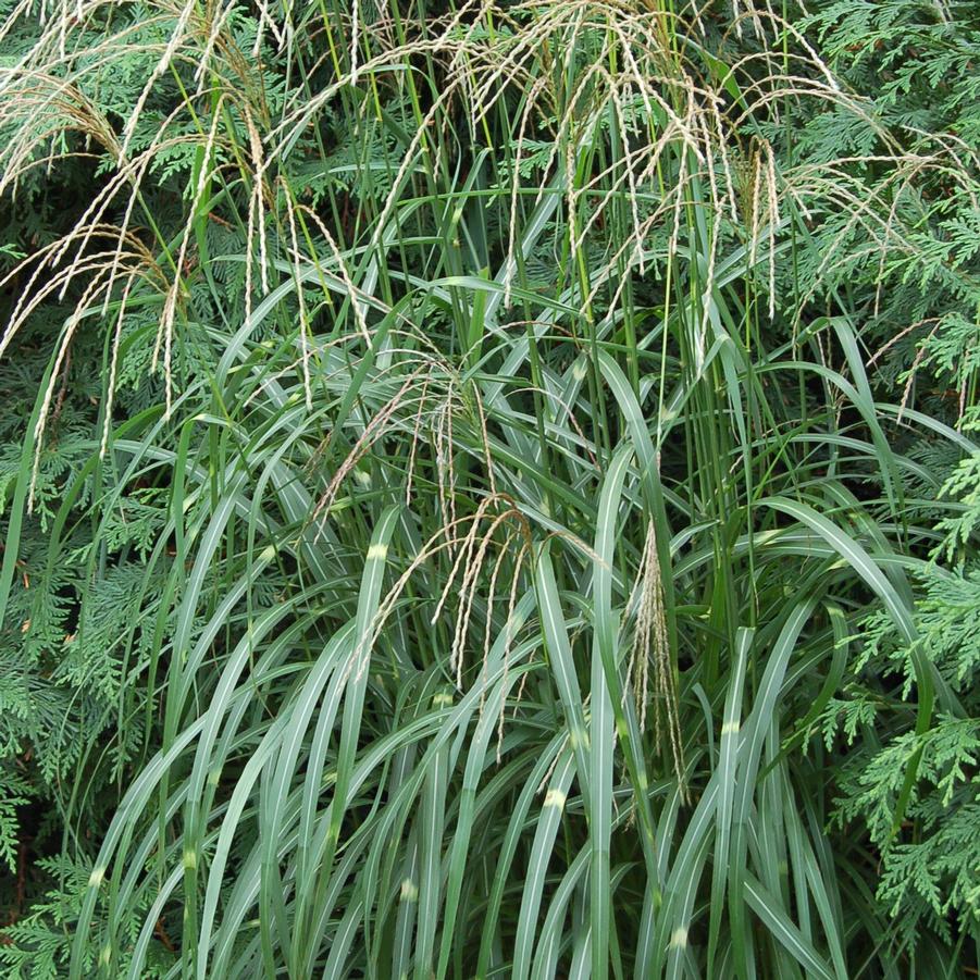 Miscanthus sinensis 'Little Zebra' - Dwarf Zebra Grass from Hoffie Nursery
