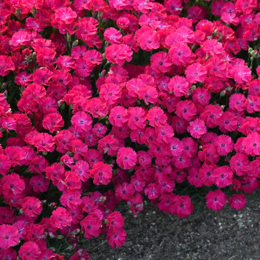 Dianthus 'Paint the Town Red' - Pinks from Hoffie Nursery