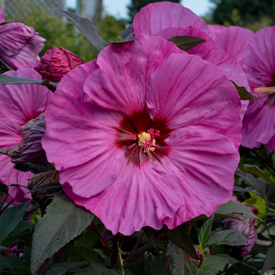 Hibiscus Summerific 'Berry Awesome' - Rose Mallow from Hoffie Nursery
