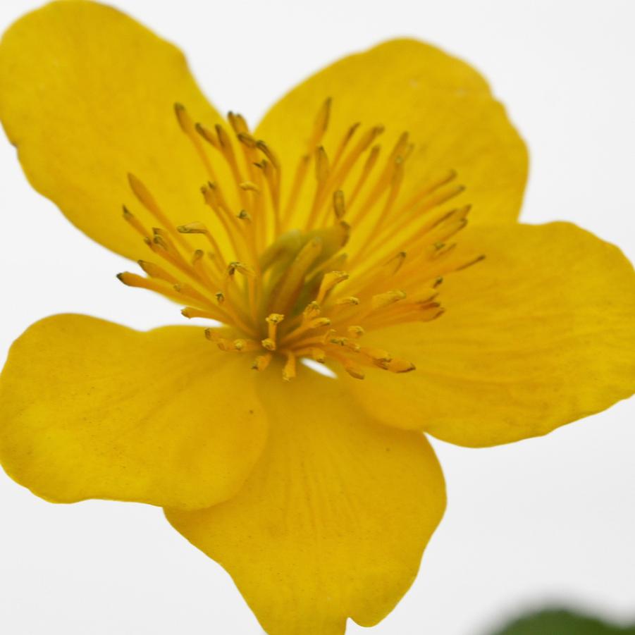Caltha palustris - Marsh Marigold from Hoffie Nursery