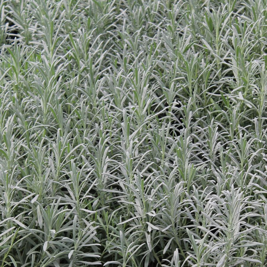 Lavandula intermedia 'Phenomenal' - Lavender from Hoffie Nursery