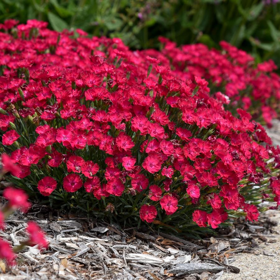 Dianthus 'Paint the Town Red' - Pinks from Hoffie Nursery