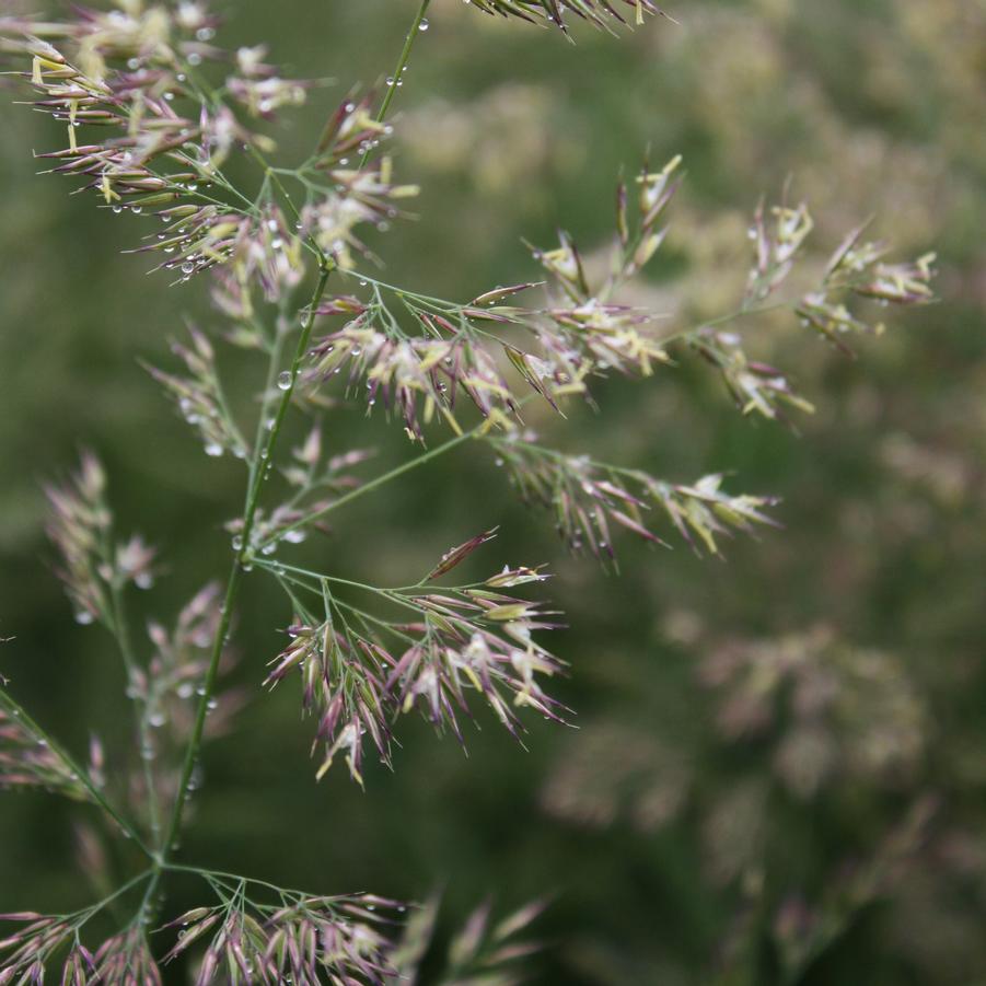 Calamagrostis acutiflora 'Karl Foerster' - Feather Reed Grass from Hoffie Nursery