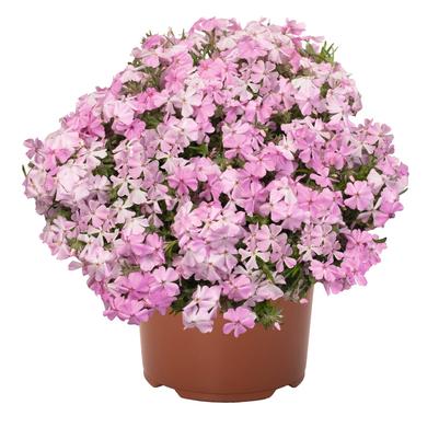 Phlox subulata Spring™ Soft Pink Spring™ 